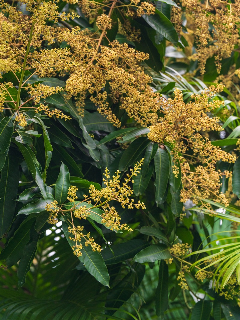 Danang Marriott Non Nuoc Beach Villas