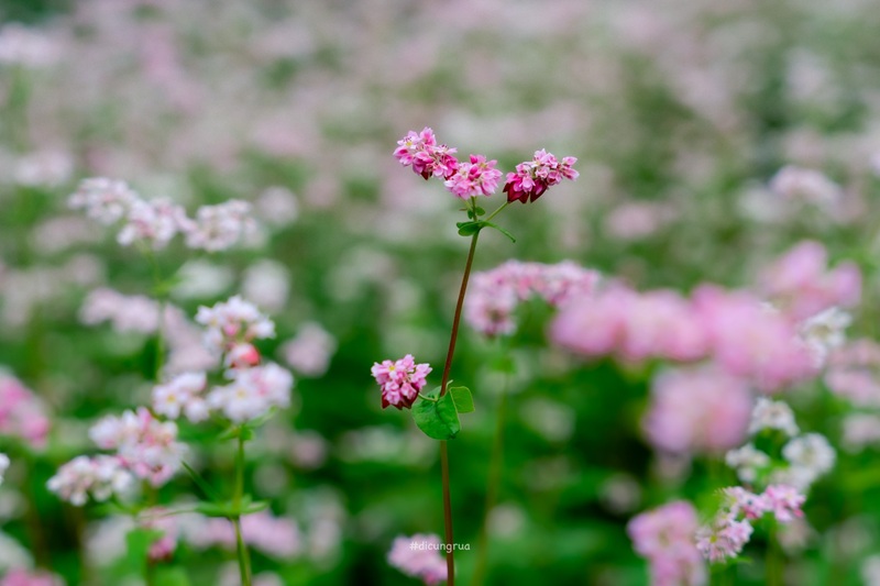 Hà Giang mùa tam giác mạch – hành trình giữa biển hồng nơi cực bắc Tổ quốc