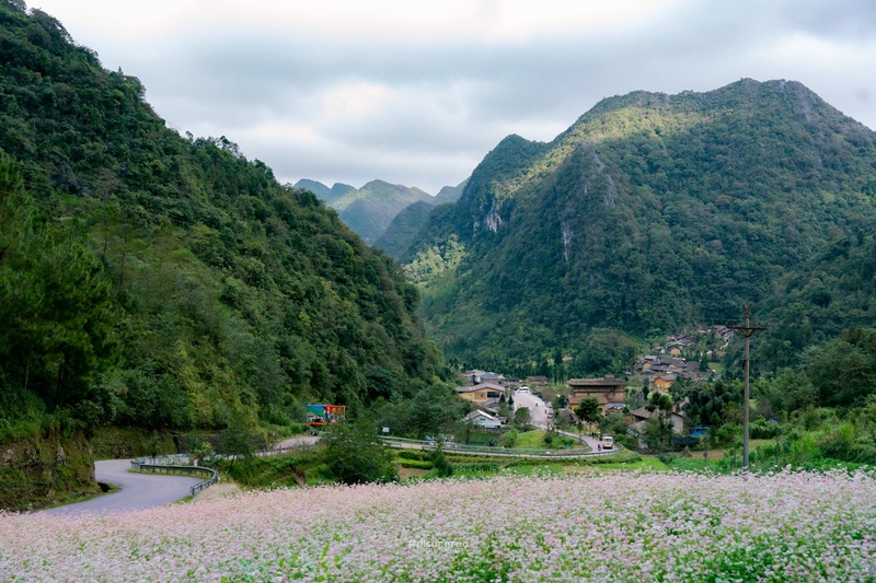 Hà Giang mùa tam giác mạch – hành trình giữa biển hồng nơi cực bắc Tổ quốc