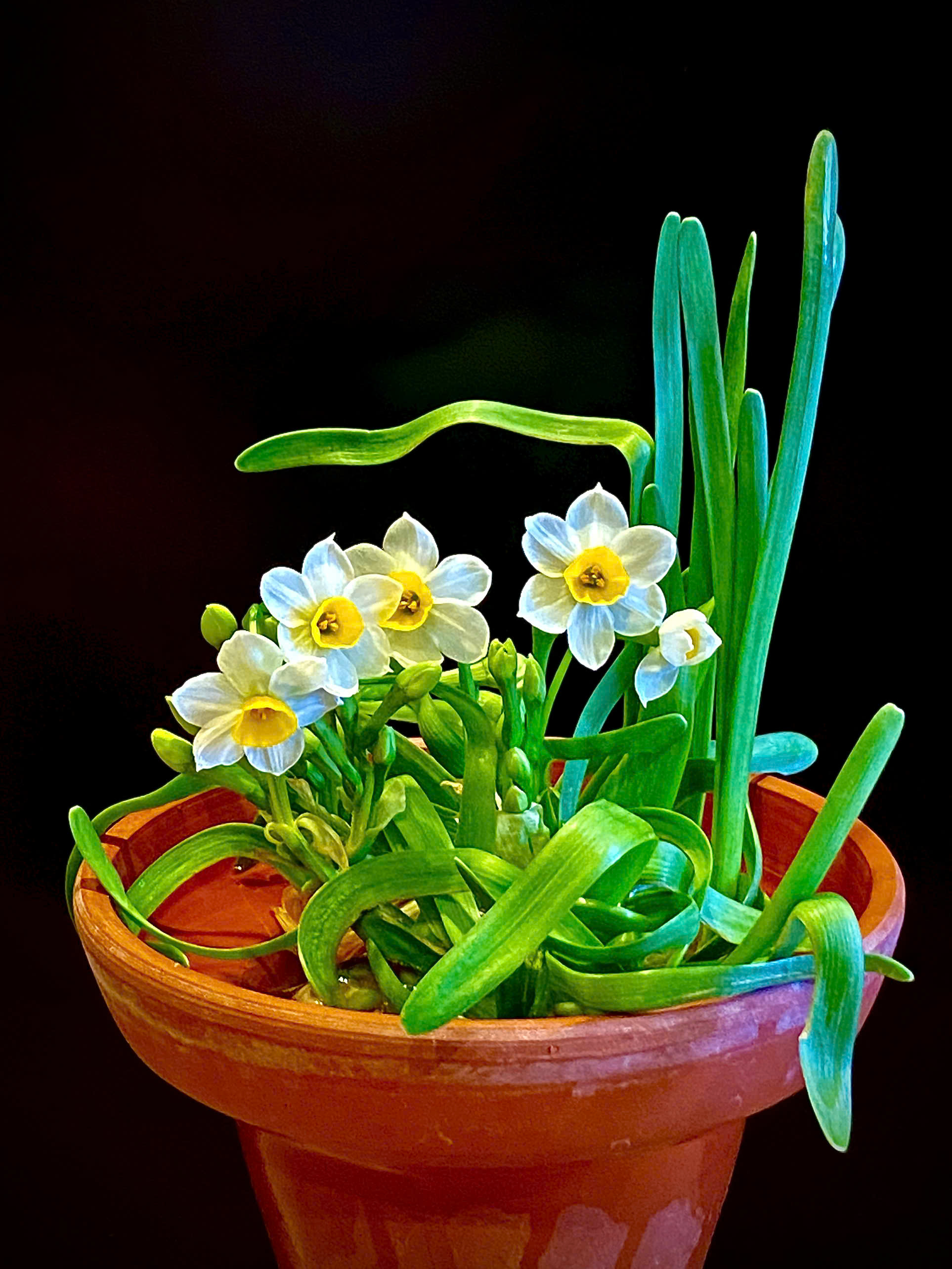 Ăn Tết Thủy Tiên