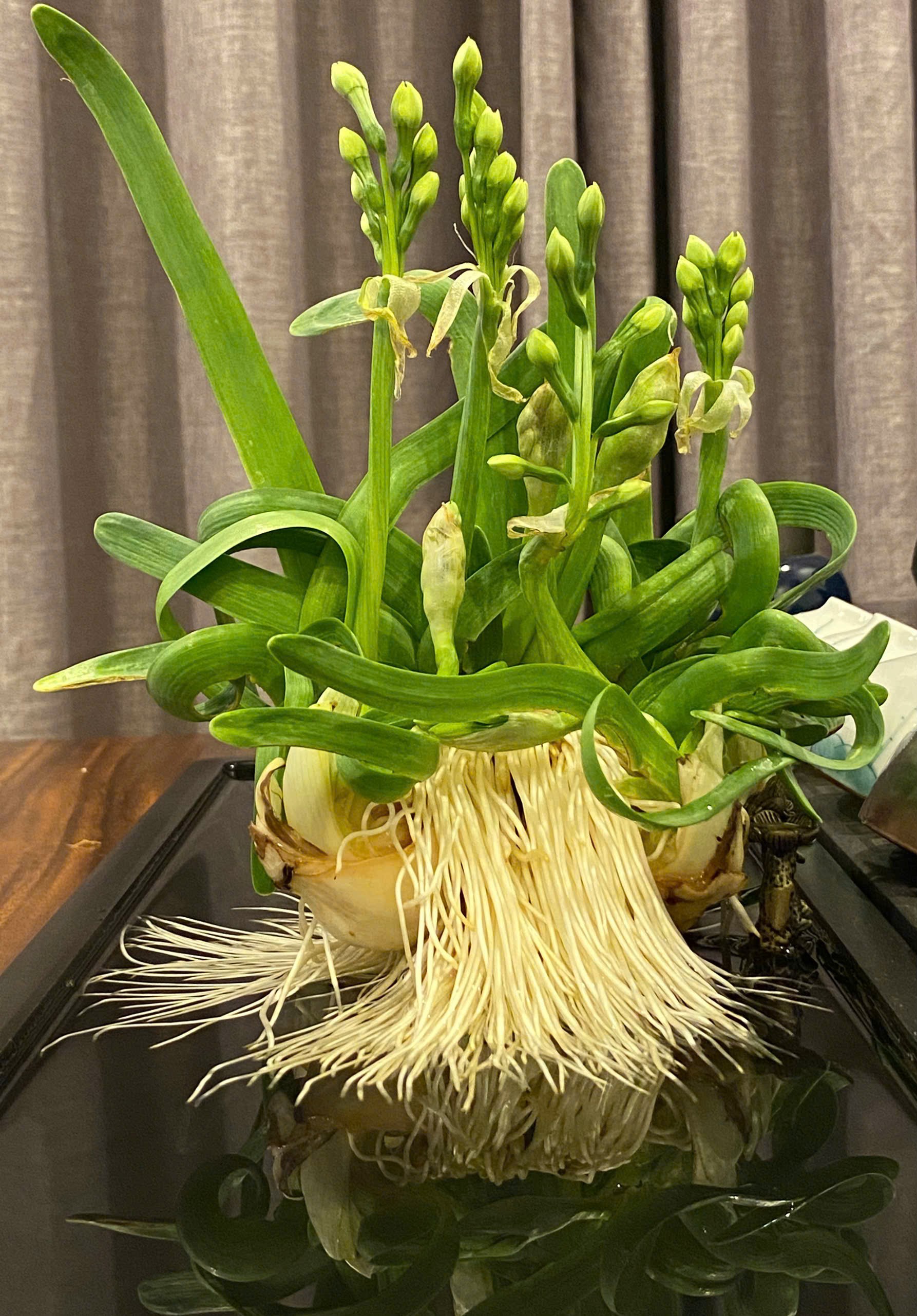 Ăn Tết Thủy Tiên