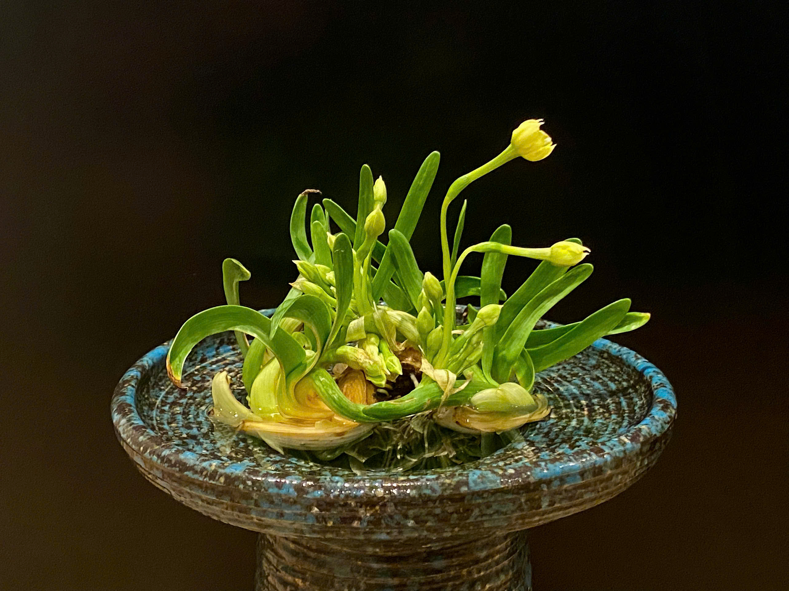 Ăn Tết Thủy Tiên