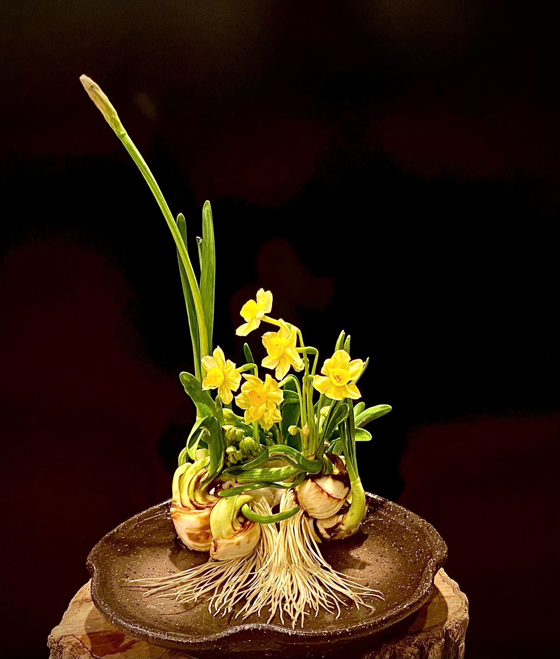 Ăn Tết Thủy Tiên