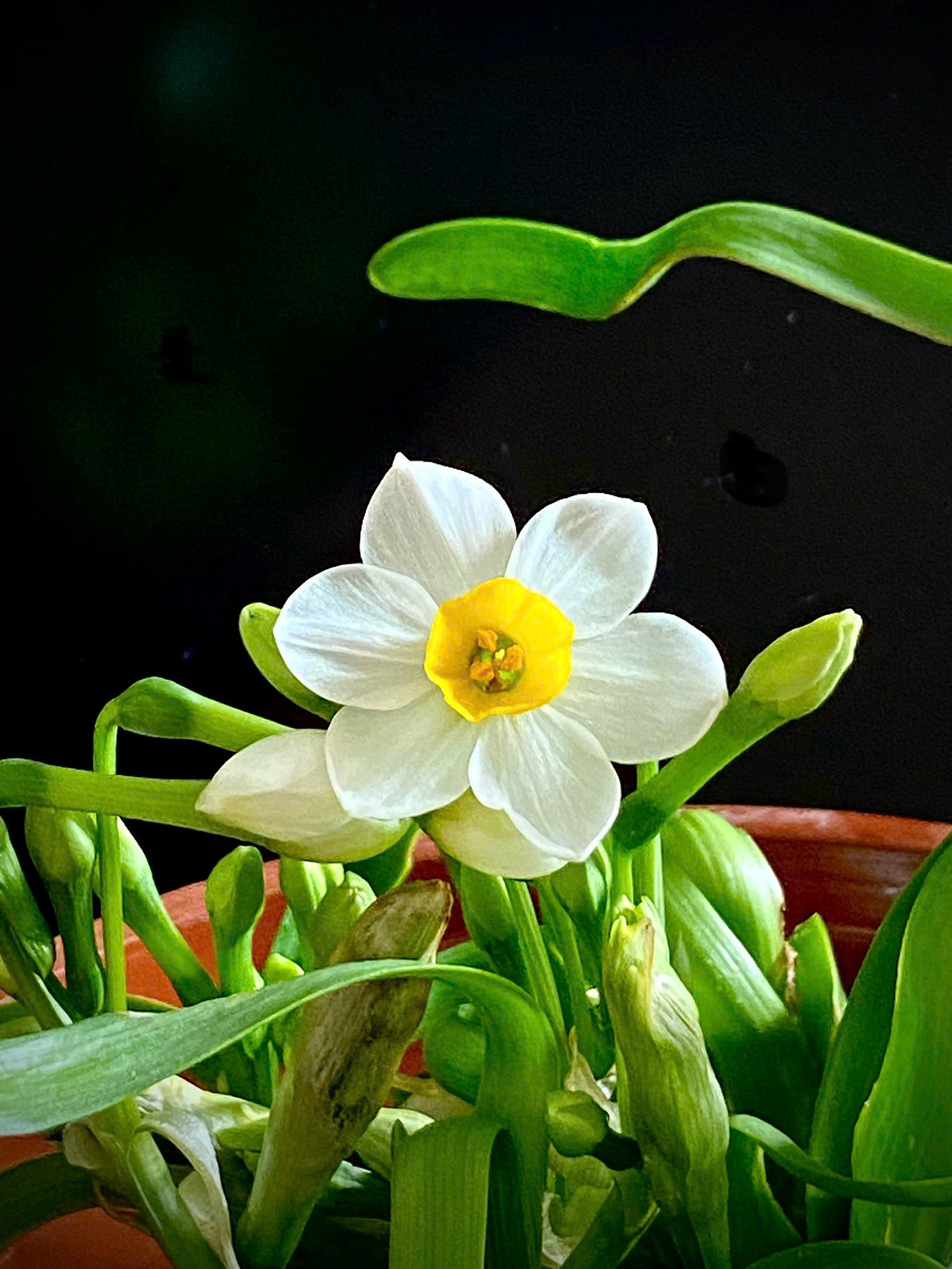 ăn tết thủy tiên
