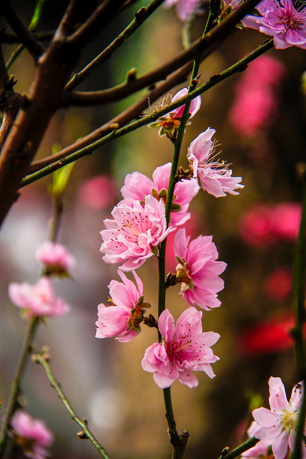 TA TRẺ VUI ĐỜI XUÂN TƯƠI