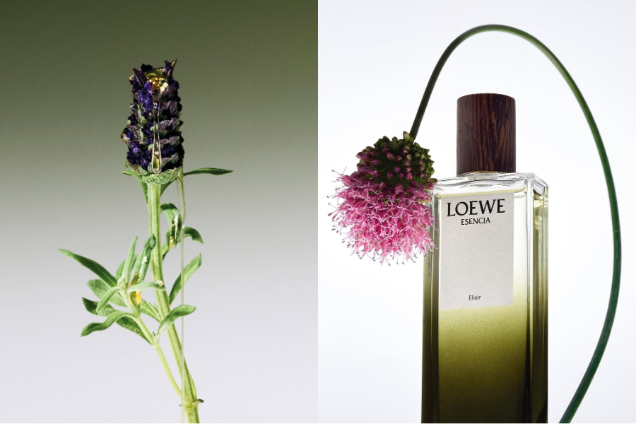 tinh-hoa-co-dong-loewe--elixir-toa-huong-dau-nam-moi-2026_699e8c900fba8.png