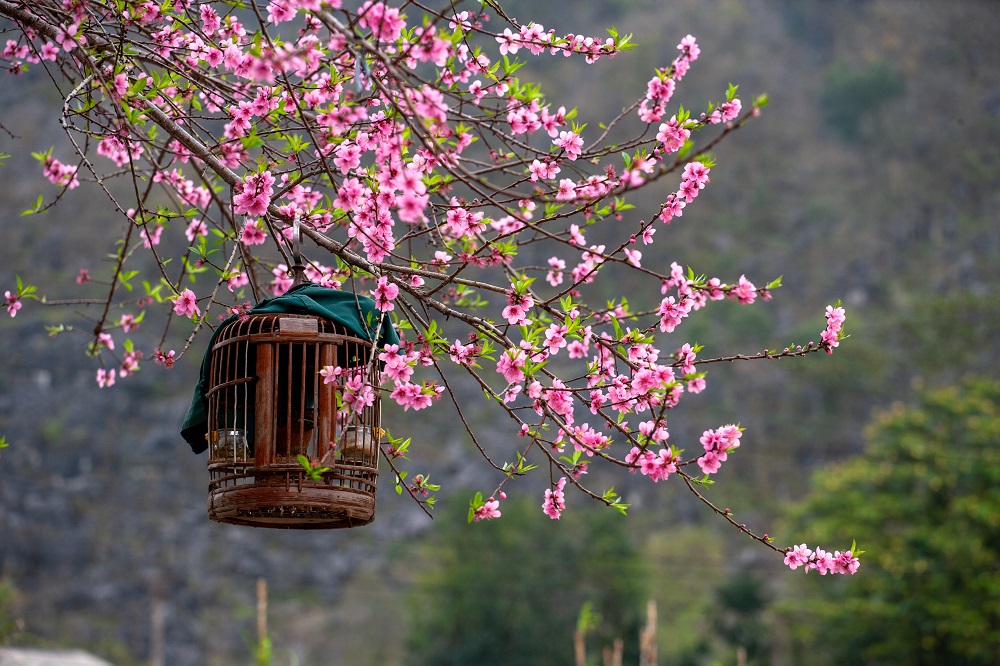 tết hmong