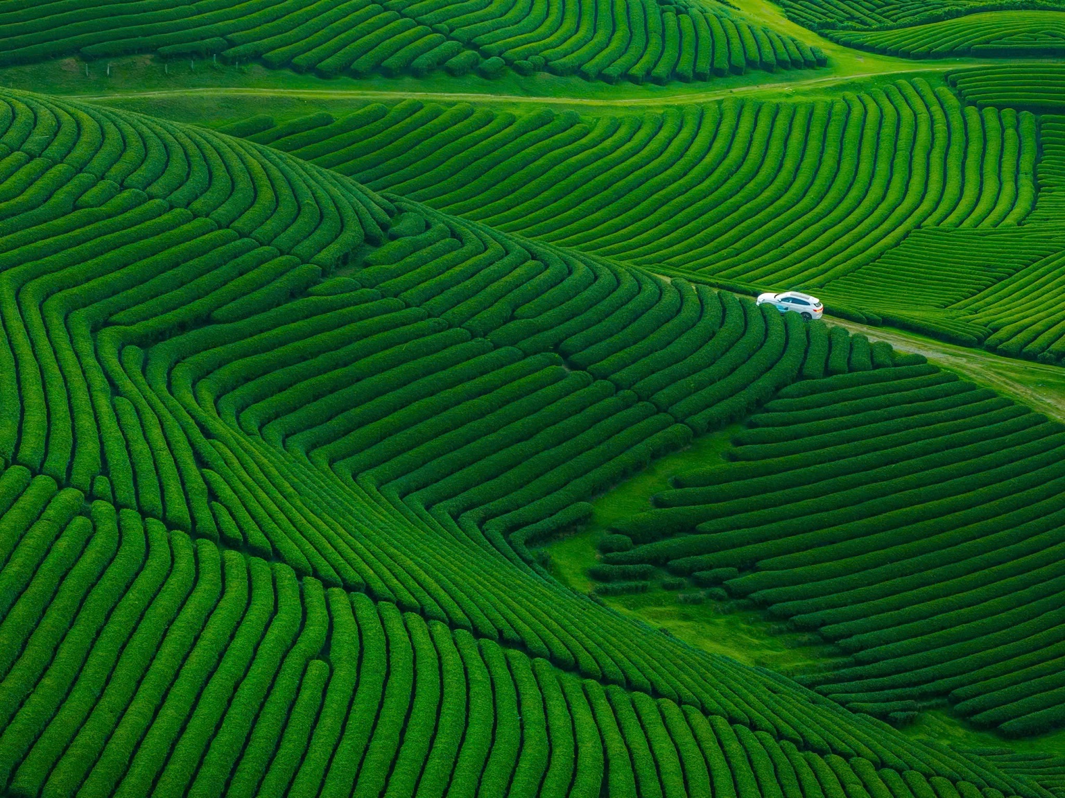 Đồi chè nhìn từ trên cao