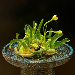 Ăn Tết Thủy Tiên