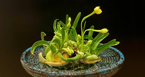 Ăn Tết Thủy Tiên