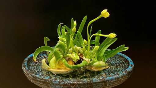 Ăn Tết Thủy Tiên