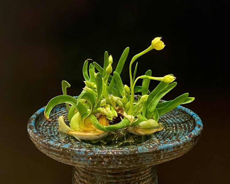 Ăn Tết Thủy Tiên