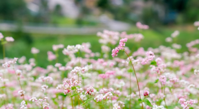 Hà Giang mùa tam giác mạch – hành trình giữa biển hồng nơi cực bắc Tổ quốc